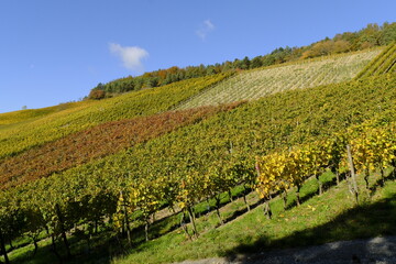 Weinberge bei Thüngersheim, Landkreis Main-Spessart, Unterfranken, Bayern, Deutschland