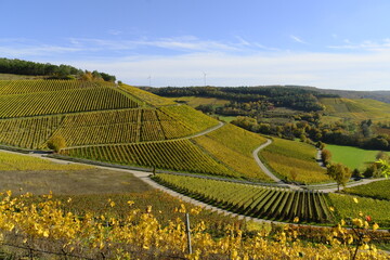 Weinberge bei Thüngersheim, Landkreis Main-Spessart, Unterfranken, Bayern, Deutschland