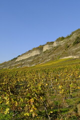 Mainprallhänge und Weinberge zwischen Retzbach am Main und Thüngersheim, Landkreis Main-Spessart, Unterfranken, Bayern, Deutschland