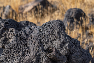 Cima volcanic field. Kelbaker Road, Mojave National Preserve. San Bernardino County, California. Mojave Desert / Basin and Range Province. Yucca schidigera, Mojave yucca or Spanish dagger
