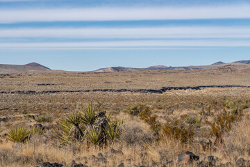 Cima volcanic field. Kelbaker Road, Mojave National Preserve. San Bernardino County, California. Mojave Desert / Basin and Range Province. Yucca schidigera,  Mojave yucca or Spanish dagger