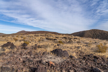  Cima volcanic field. Kelbaker Road, Mojave National Preserve. San Bernardino County, California. Mojave Desert / Basin and Range Province. Yucca schidigera, Mojave yucca or Spanish dagger