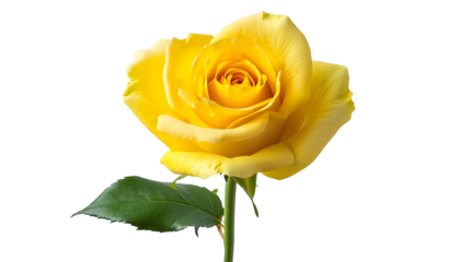 beautiful single yellow rose isolated
