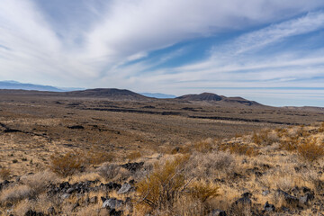  Cima volcanic field. Kelbaker Road, Mojave National Preserve. San Bernardino County, California. Mojave Desert / Basin and Range Province. Yucca schidigera, Mojave yucca or Spanish dagger