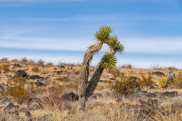 Cima volcanic field. Kelbaker Road, Mojave National Preserve. San Bernardino County, California....