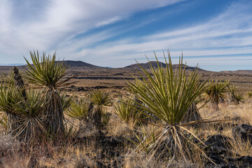 Cima volcanic field. Kelbaker Road, Mojave National Preserve. San Bernardino County, California. Mojave Desert / Basin and Range Province. Yucca schidigera,  Mojave yucca or Spanish dagger