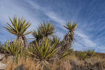 Fototapeta premium Cima volcanic field. Kelbaker Road, Mojave National Preserve. San Bernardino County, California. Mojave Desert / Basin and Range Province. Yucca schidigera, Mojave yucca or Spanish dagger