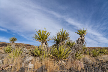 Fototapeta premium Cima volcanic field. Kelbaker Road, Mojave National Preserve. San Bernardino County, California. Mojave Desert / Basin and Range Province. Yucca schidigera, Mojave yucca or Spanish dagger