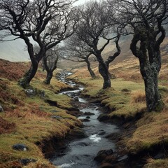 Trees and stream in Scotland.