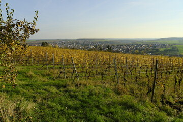 Fototapeta premium Weinberge auf dem Kobersberg bei Rimpar, Landkreis Würzburg, Franken, Unterfranken, Bayern, Deutschland