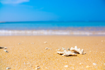 Corals on the sand on the seashore. Seascape background, sandy shore with corals and shells.