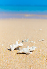Corals on the sand on the seashore. Seascape background, sandy shore with corals and shells.