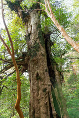 屋久島の大王杉