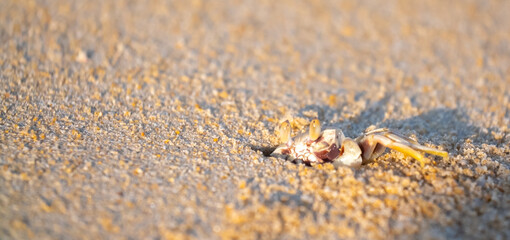 A crab on the beach is running on the white sand. Exotic animals in the resorts of tropical islands. The concept of a beach holiday in the tropics.