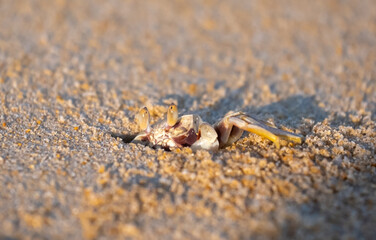 A crab on the beach is running on the white sand. Exotic animals in the resorts of tropical islands. The concept of a beach holiday in the tropics.