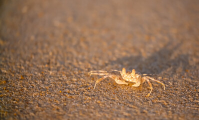 A crab on the beach is running on the white sand. Exotic animals in the resorts of tropical islands. The concept of a beach holiday in the tropics.