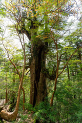 屋久島の大王杉