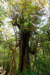 屋久島の大王杉