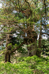 屋久島の夫婦杉