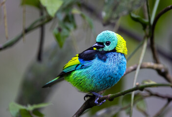 Green-headed Tanager (Tangara seledon) sitting on a branch in the Atlantic Rainforest of Brazil 