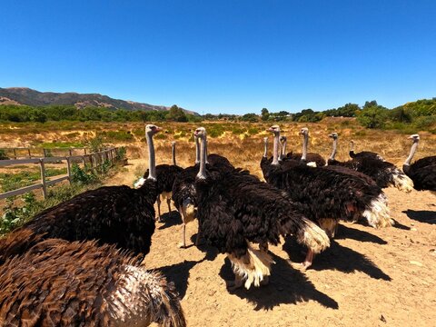 Ostrich Land, Solvang, California