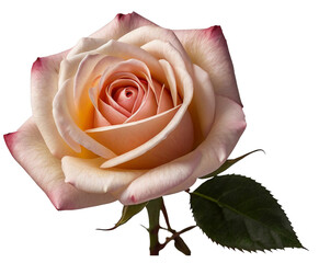 pink rose isolated on white