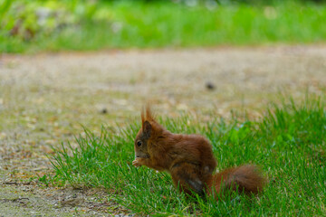 Eurasisches Eichhörnchen, Eichhörnchen, Eichkater, Sciurus vulgaris