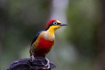 Alert yellow-fronted woodpecker (Melanerpes flavifrons), Atlantic Rainforest in Brazil. Wild Woodpecker.