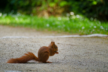 Eurasisches Eichhörnchen, Eichhörnchen, Eichkater, Sciurus vulgaris