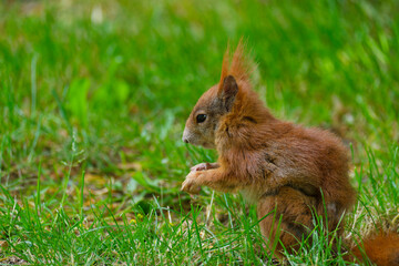 Eurasisches Eichhörnchen, Eichhörnchen, Eichkater, Sciurus vulgaris