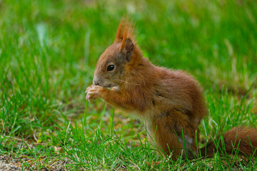 Eurasisches Eichhörnchen, Eichhörnchen, Eichkater, Sciurus vulgaris