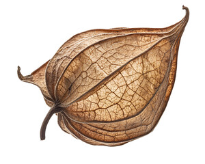 a dried physalis on a white background