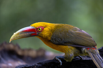 Colourful Saffron Toucanet (Pteroglossus bailloni), Atlantic Rainforest, Brazil