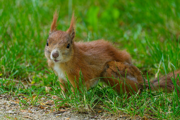 Eurasisches Eichhörnchen, Eichhörnchen, Eichkater, Sciurus vulgaris