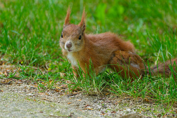 Eurasisches Eichhörnchen, Eichhörnchen, Eichkater, Sciurus vulgaris