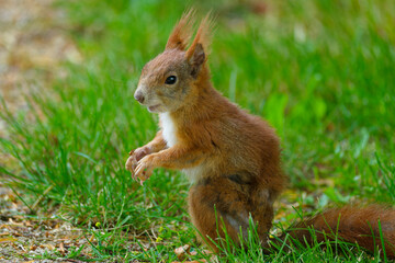 Eurasisches Eichhörnchen, Eichhörnchen, Eichkater, Sciurus vulgaris