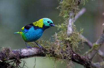 Green-headed Tanager (Tangara seledon) sitting on a branch in the Atlantic Rainforest of Brazil 