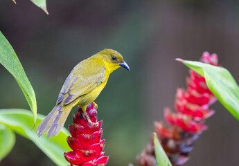 Olive-green Tanager (Orthogonys chloricterus) in the Atlantic Rainforest of Brazil 