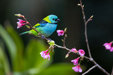 Green-headed Tanager (Tangara seledon) sitting on a branch with pink flowers in the Atlantic...