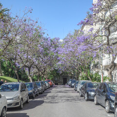Buenos Aires, Argentina - Nov 18, 2024: Jacaranda trees in flower in springtime in the Recoleta...