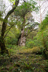 屋久島の縄文杉