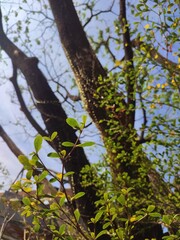 Low Angle of tree branches  and tree trunk. Tree molt in the dry season, beautifull tree branches against a blue sky.