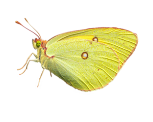 a close up of a butterfly