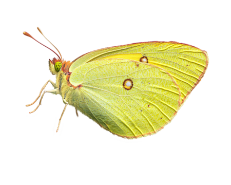 a close up of a butterfly