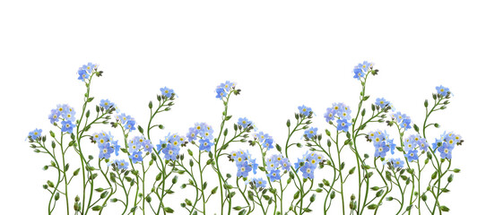 Blue forget-me-not flowers in a spring floral border isolated on white or transparent background © Ortis