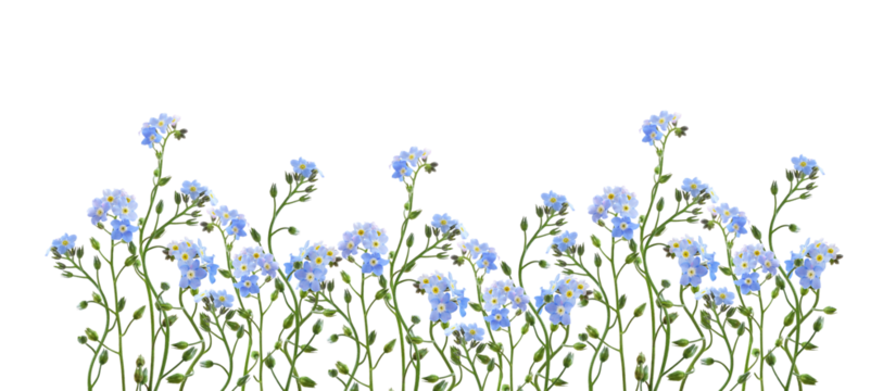 Blue forget-me-not flowers in a spring floral border isolated on white or transparent background