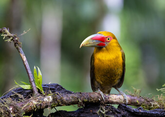 Colourful Saffron Toucanet (Pteroglossus bailloni), Atlantic Rainforest, Brazil