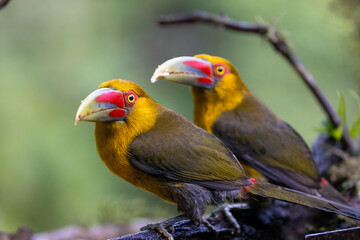 Pair of colourful Saffron Toucanet (Pteroglossus bailloni), Atlantic Rainforest, Brazil