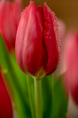 tulips 