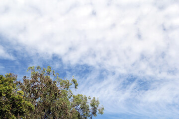 Tree branches against a blue sky with white clouds textured abstract background